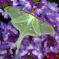 Luna Moth on Verbena