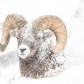 Snowy Ram