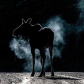 Drooling Cow Moose