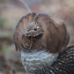 Nuptial grouse