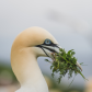Nest materials