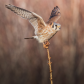 Equilibrium