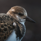 Turnstone
