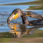 Cormorants Fight Over A Catfish
