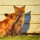 A little Kiss