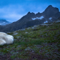 Mountain goat blues 
