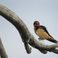 Barn Swallow