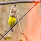 Yellow cardinal