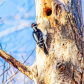 Woodpecker