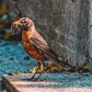 American Robin
