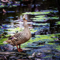 Mottled Duck
