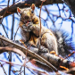 Hungry squirrel