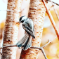Spread those wings