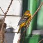 Baltimore Oriole