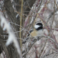 Black Capped Chickadee