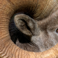 full curl up close