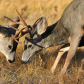 Deer Fight