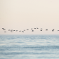 Cormorants Fly In Formation