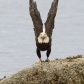 Wings Up !!