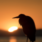 Even birds watch the Sunset..