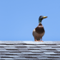 On top of my house 