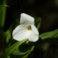 Trillium 