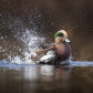 Splish Splash 