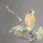 Evening Grosbeak in Morning Flurries