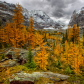 Rocky Mountain Larch