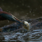 2020 photo submissions - William Caradonna
