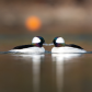 2020 photo submissions - William Caradonna