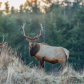 Old and young Roosevelt Bull Elk 