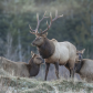 Roosevelt bull elk and is harem 