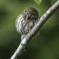 Northern Pygmy Owl signing me a tune 