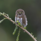 Angry Bird 