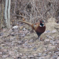 Ring-Necked Pheasant
