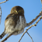 Northern Pygmy Owl