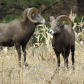 Bighorn Rams