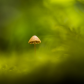 Mushroom Among the Moss