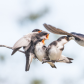 Who's Hungry (Tree Swallows)