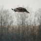 Black Kite