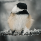 Winter Chickadee