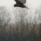 Blizzard Kite