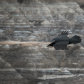 Badlands Raven