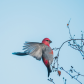 Grosbeak