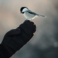 Curious Chickadee