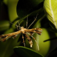 Moth