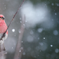 Christmas bird