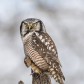 Northern Hawk Owl with a mouse catch