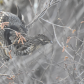 Partridge in a birch tree